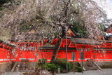 熊野那智大社のしだれ桜