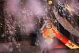 和歌山県の桜