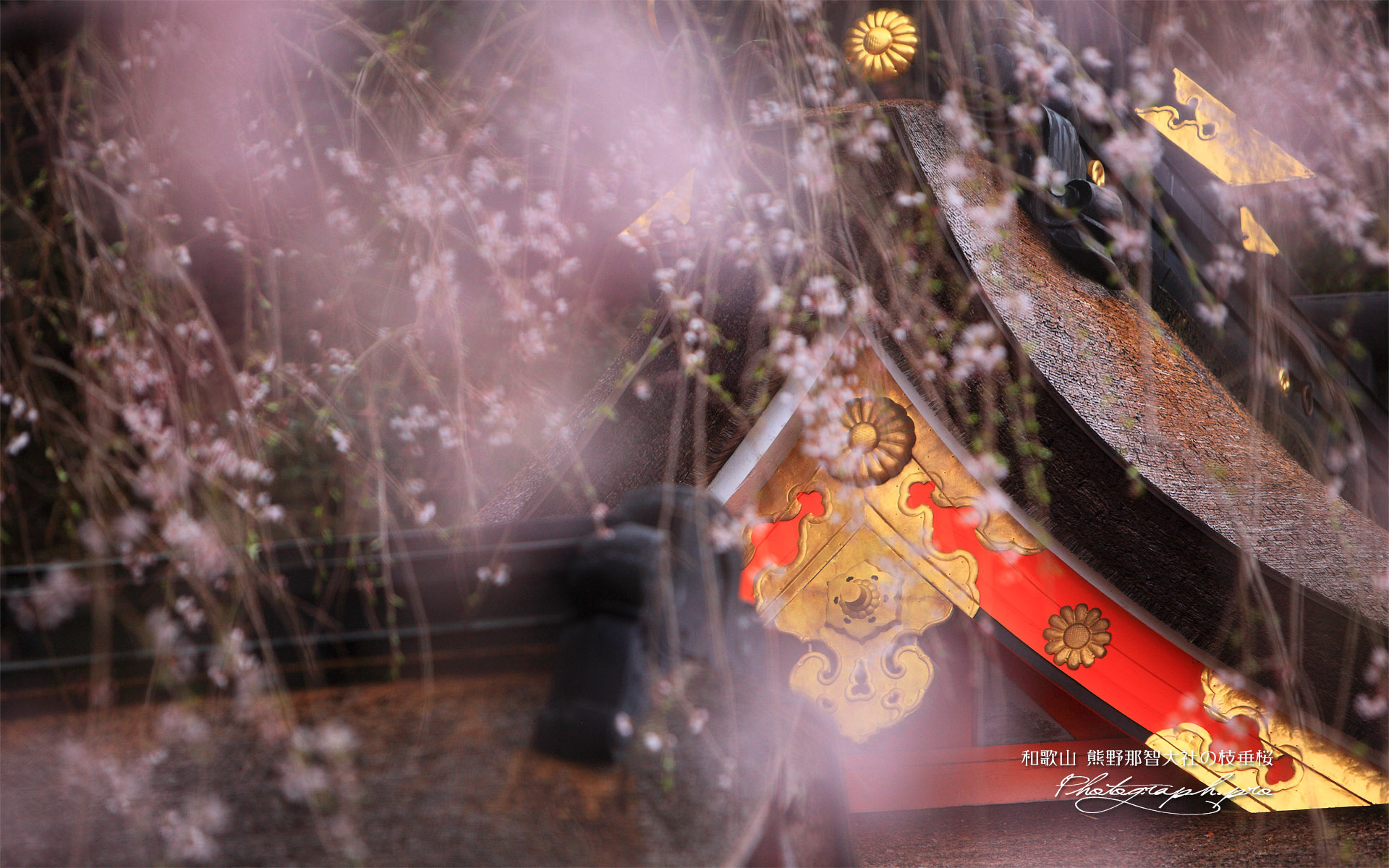 熊野那智大社の枝垂桜