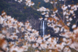 山桜越しの那智滝