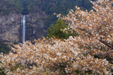 山桜と那智滝