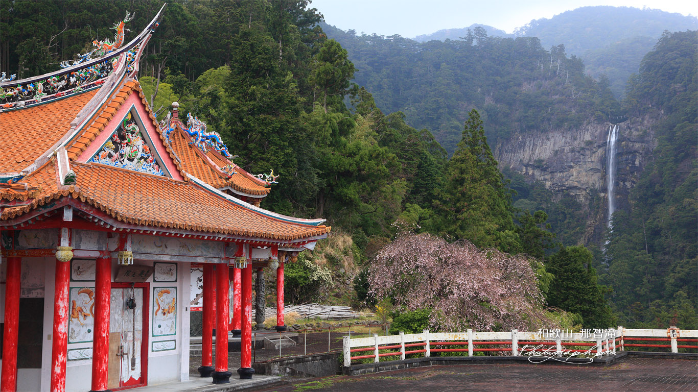 那智山奥の院の枝垂桜 壁紙