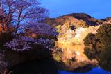 動鳴気峡のサクラ