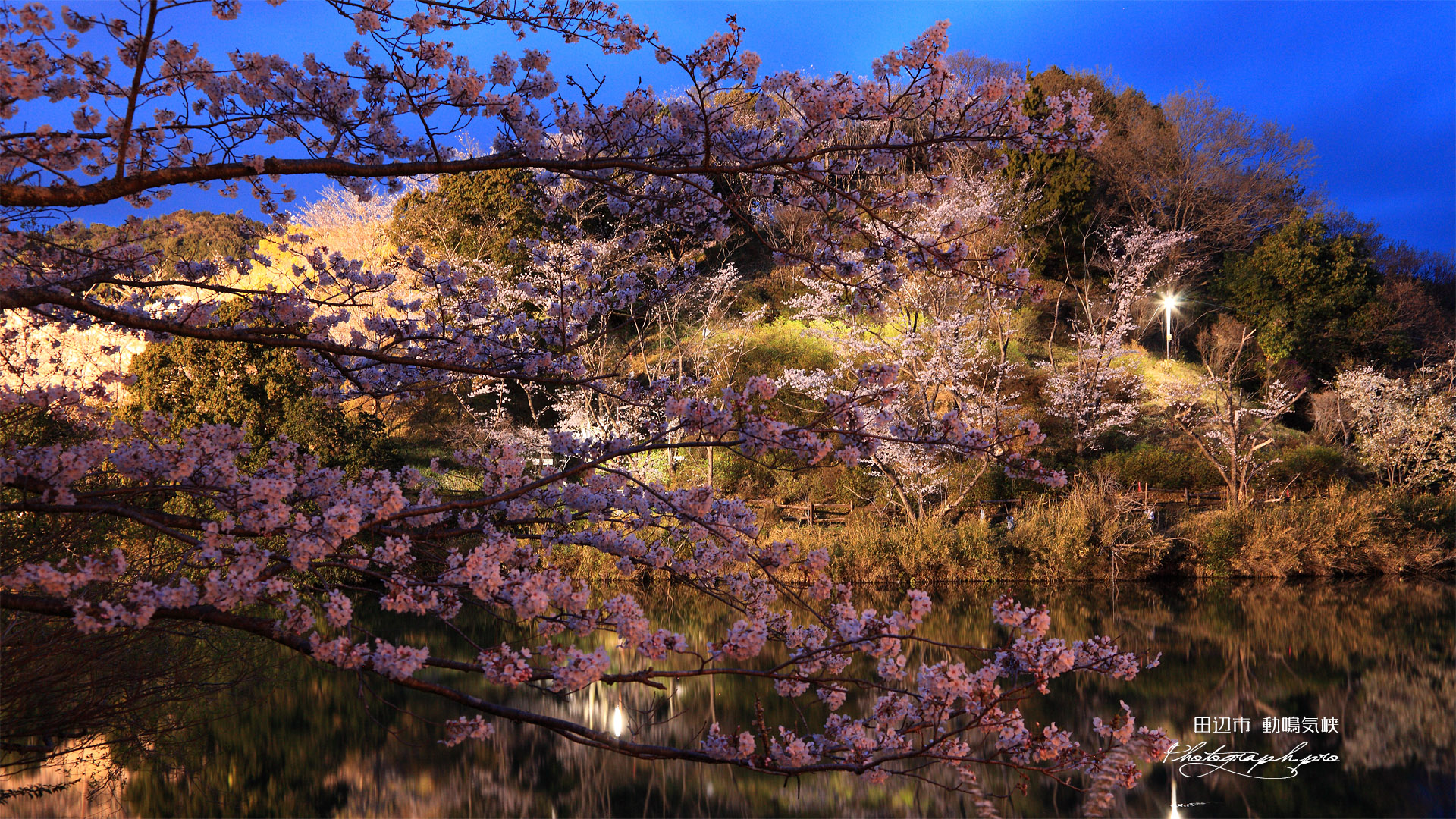 動鳴気峡の桜