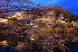 動鳴気峡の桜