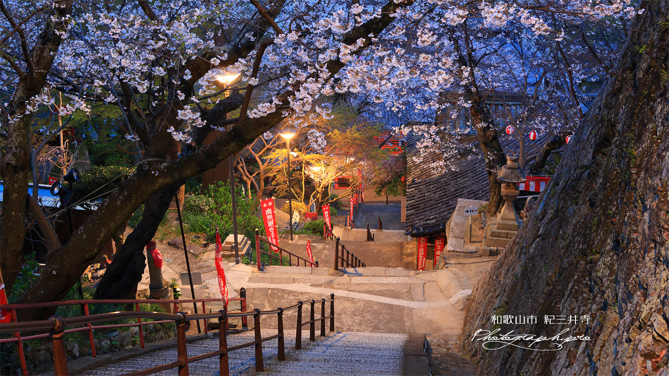 紀三井寺の桜 231段の石段 壁紙