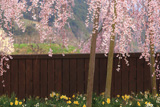 樫辻の女姫桜