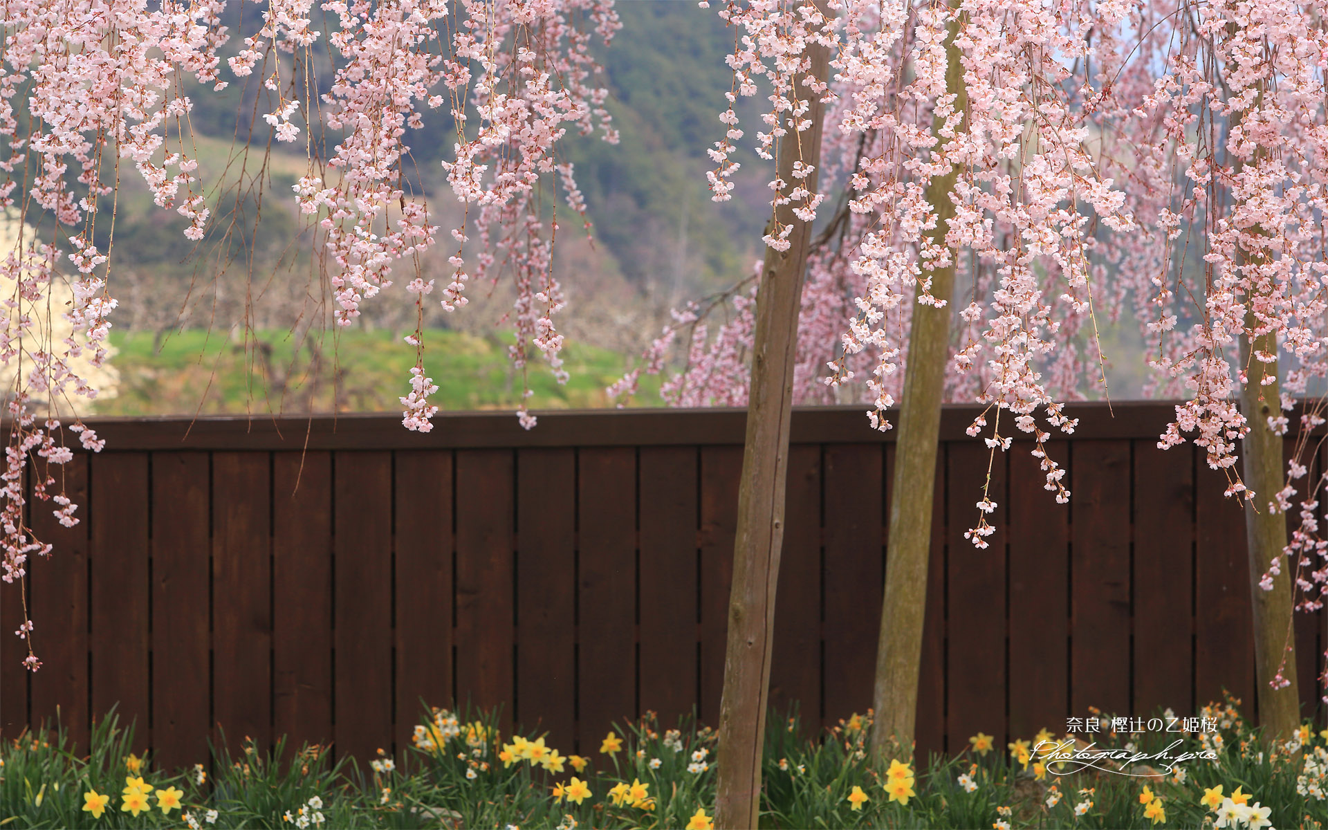 樫辻の女姫桜