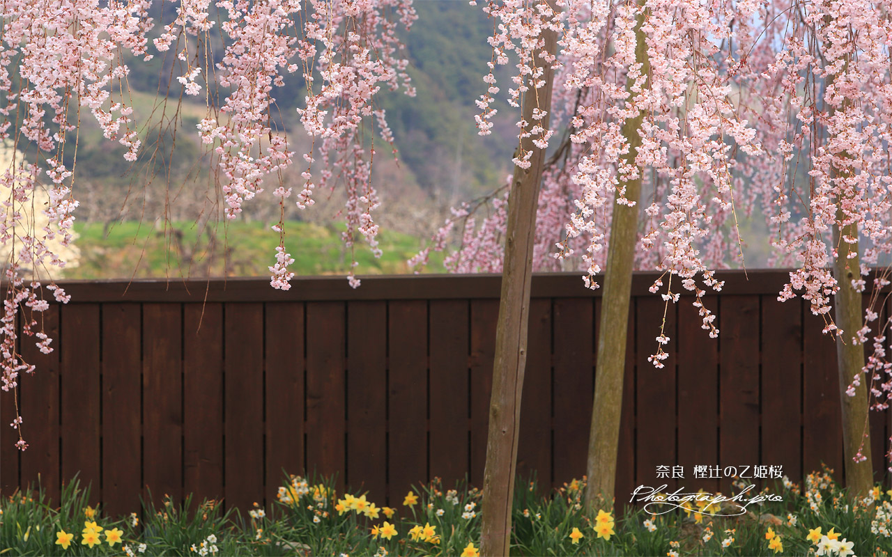 樫辻の女姫桜 壁紙
