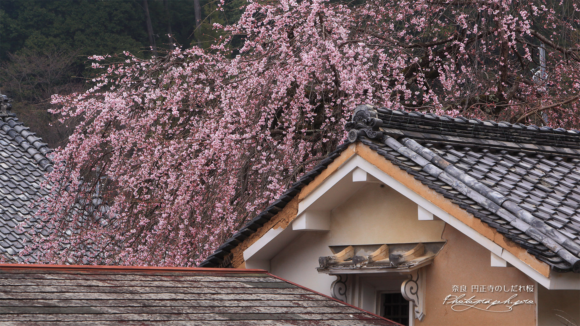 円正寺のしだれ桜