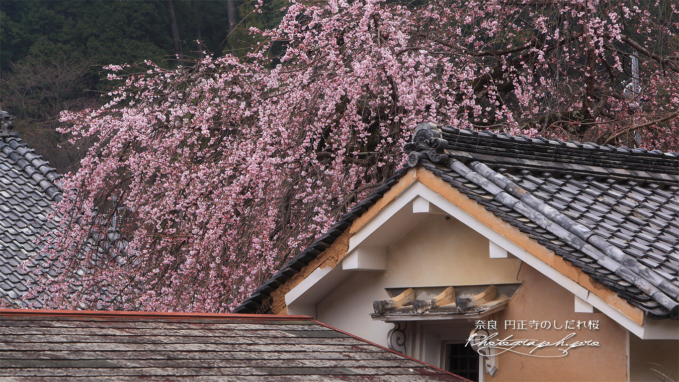 円正寺のしだれ桜 壁紙