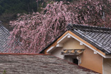 円正寺のしだれ桜