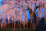樫辻の女姫桜