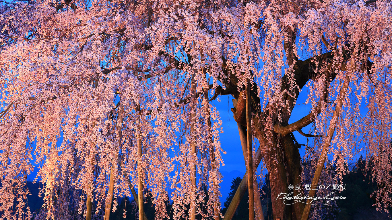 樫辻の女姫桜 壁紙