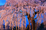 樫辻の女姫桜