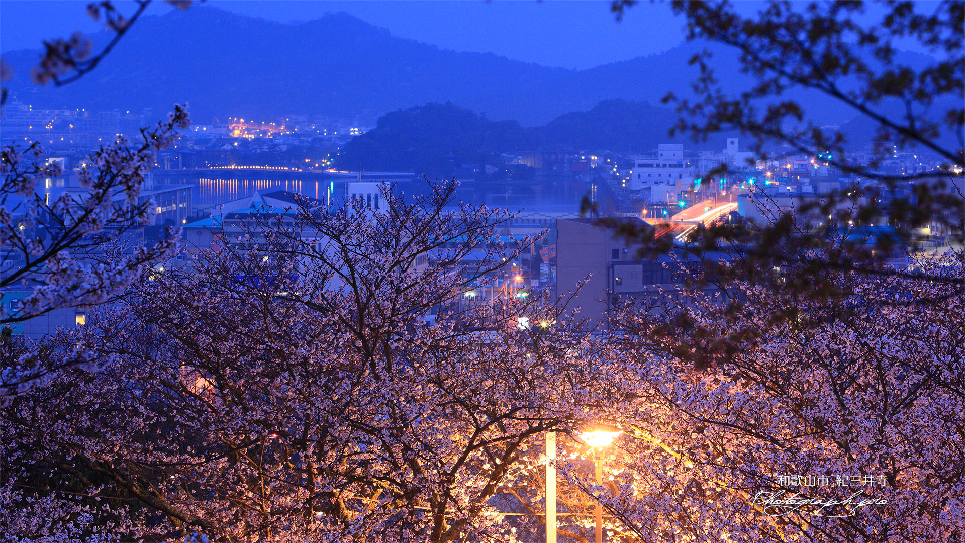 紀三井寺の桜 和歌の浦