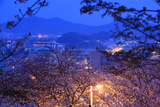 紀三井寺の桜 和歌浦湾