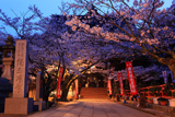 紀三井寺の桜 開花宣言の標本木