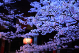 紀三井寺の桜 ご詠歌