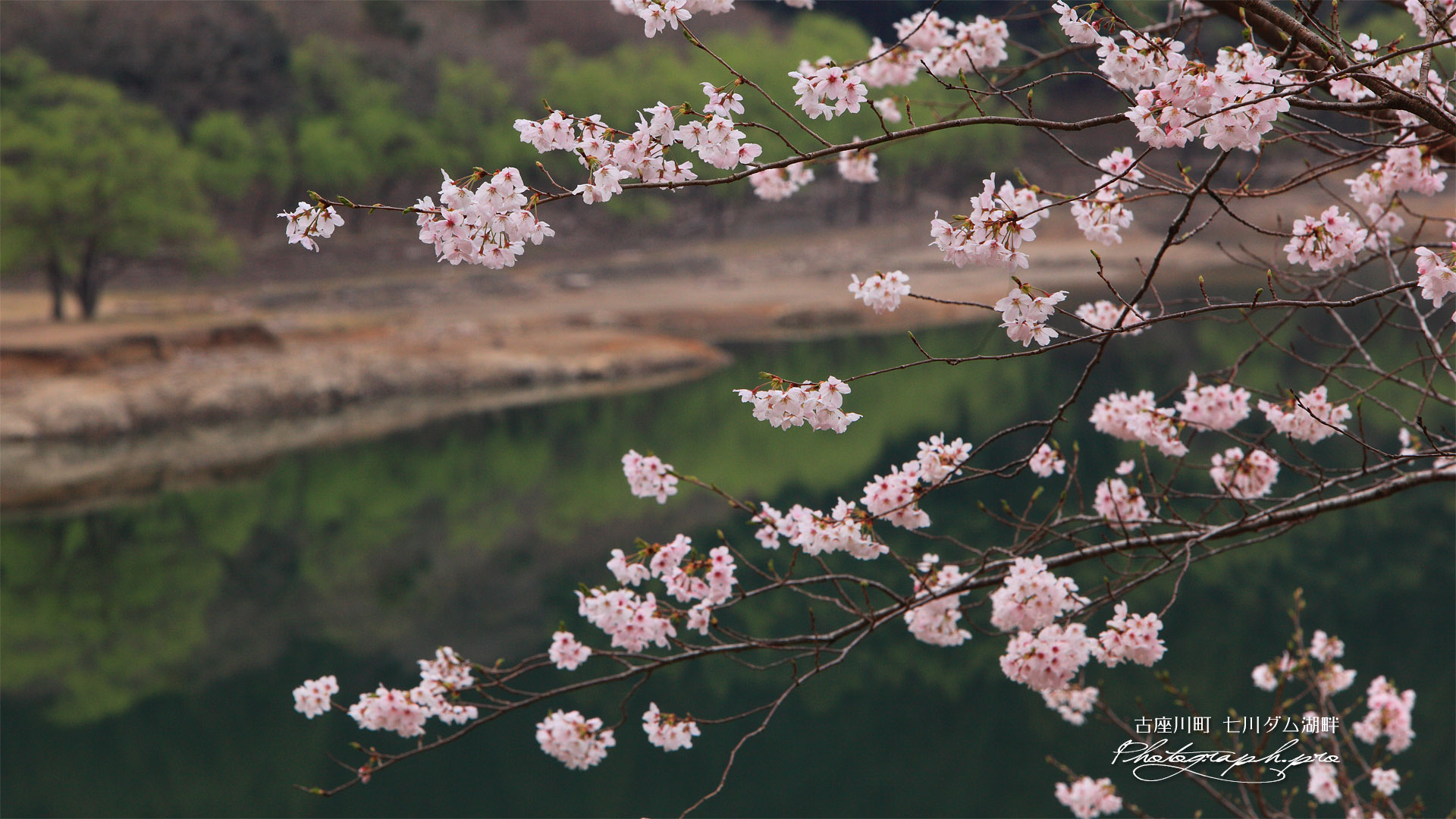 七川ダム湖畔の桜