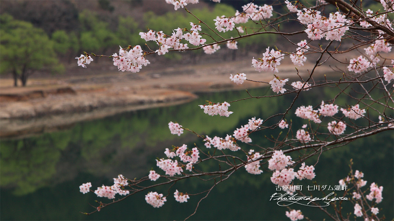 七川ダム湖畔の桜 壁紙