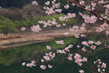 七川ダム湖畔の桜
