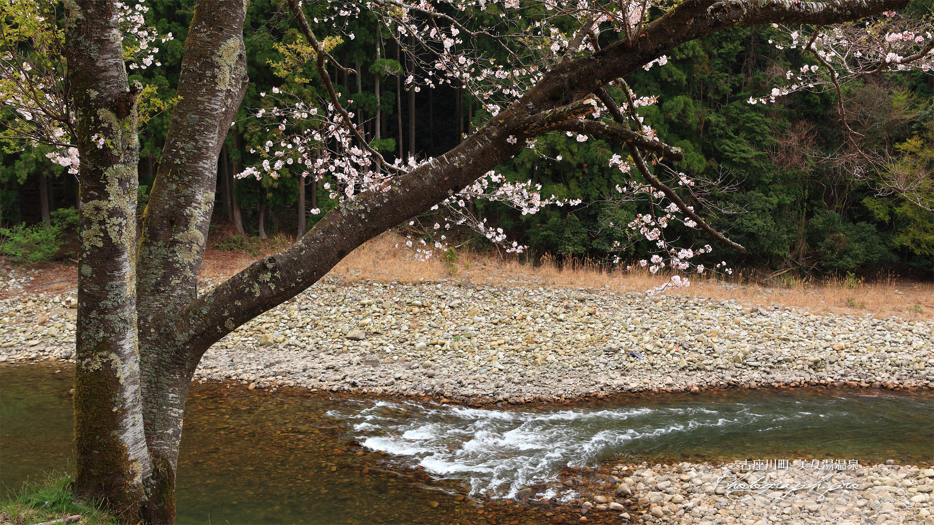 美女湯温泉の桜