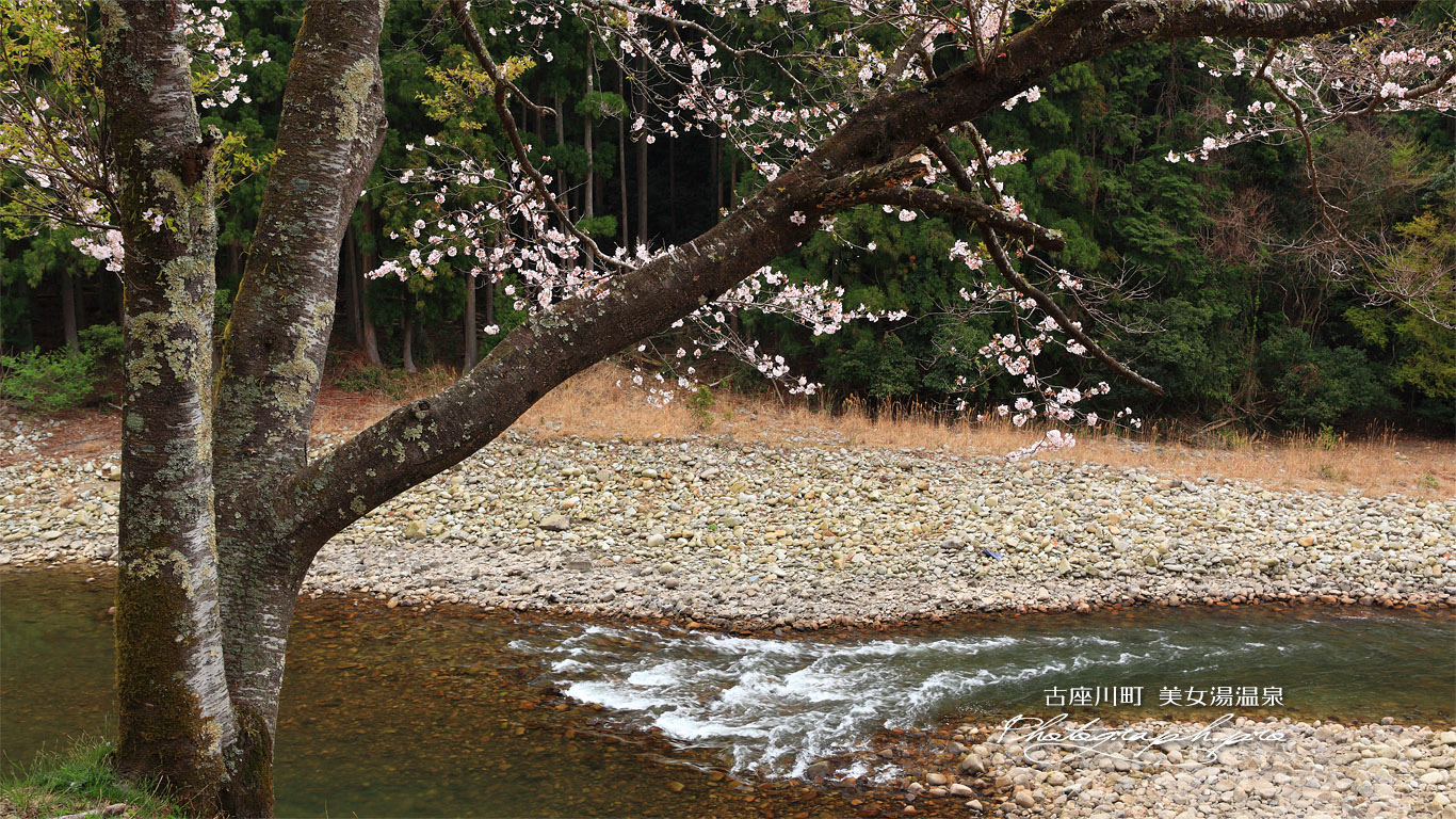 美女湯温泉の桜 壁紙