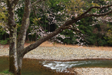 美女湯温泉の桜