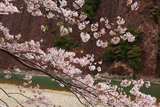 七川ダム湖畔の桜