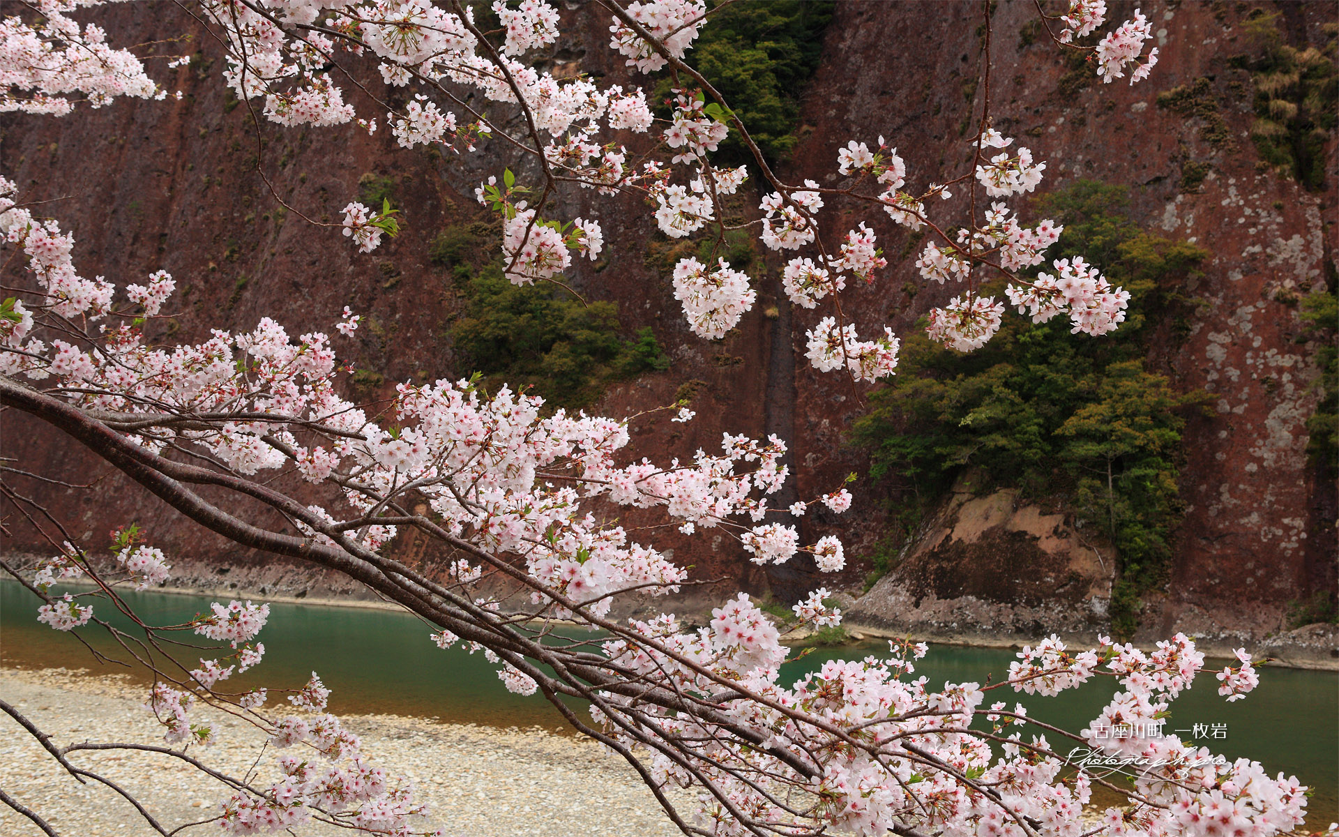 古座川町 一枚岩の桜
