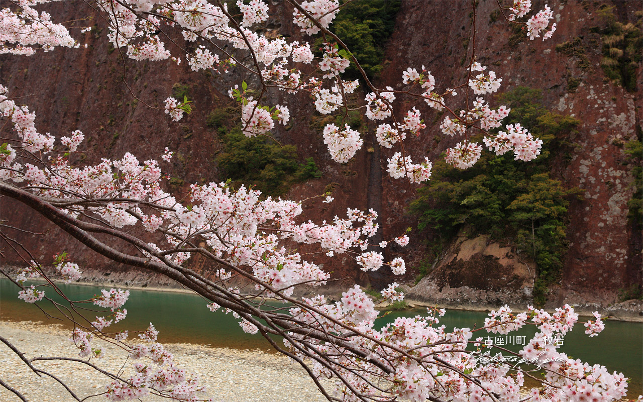 古座川町 一枚岩の桜 壁紙