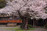 法雲寺のサクラ