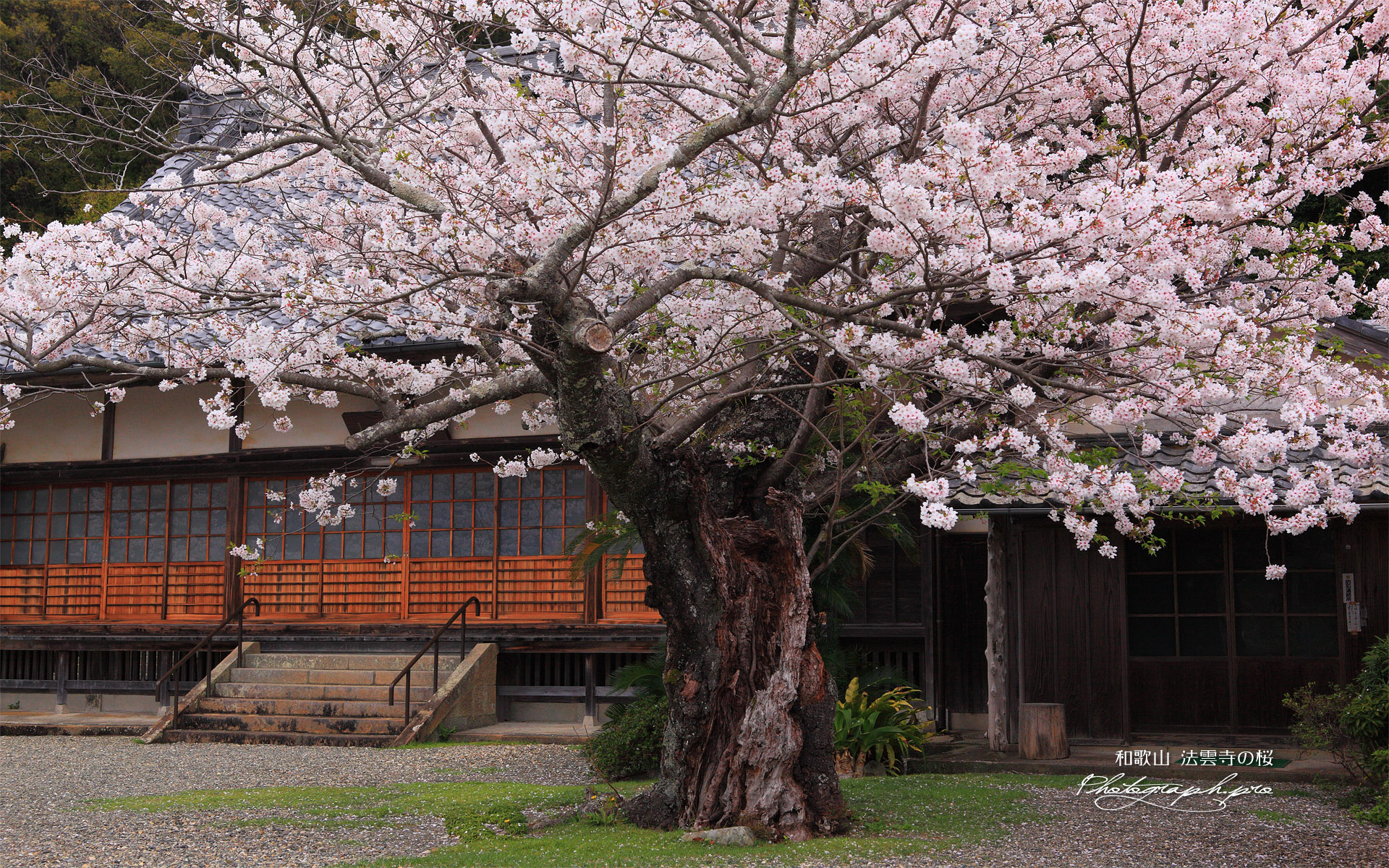 法雲寺のサクラ