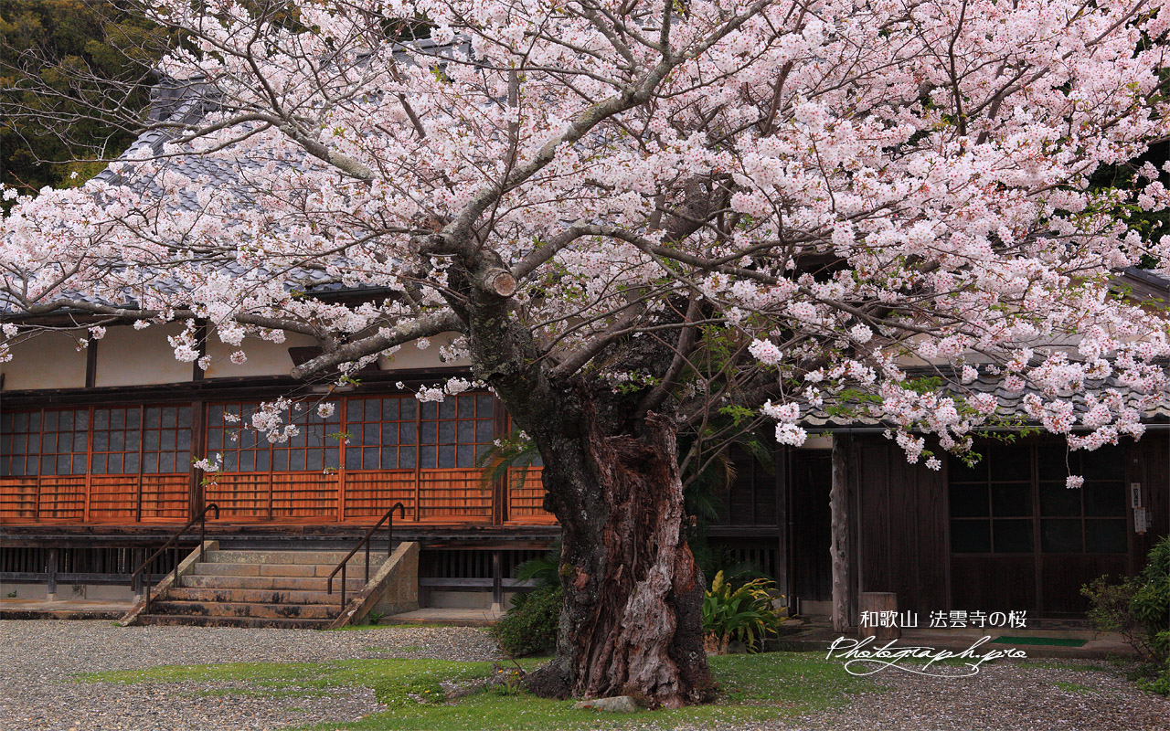 法雲寺のサクラ 壁紙