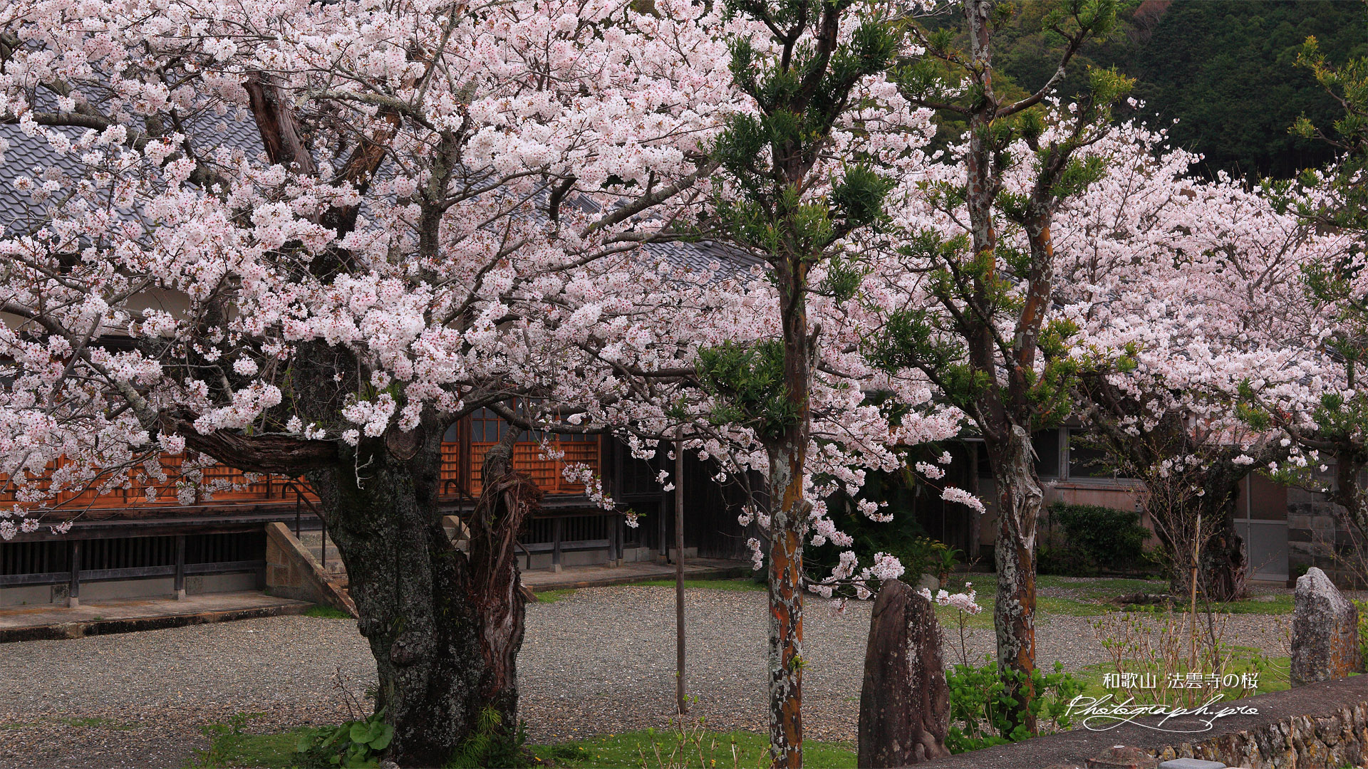法雲禅寺の桜