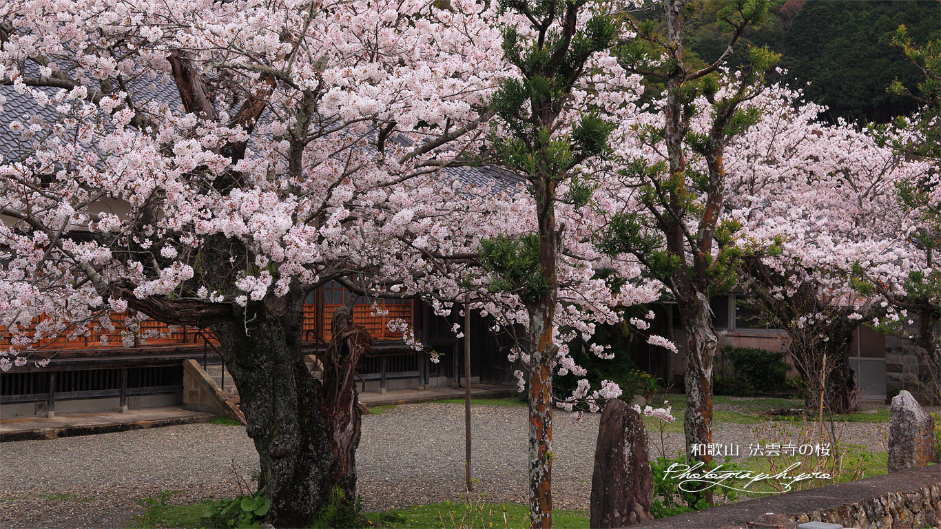 法雲禅寺の桜 壁紙