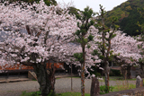法雲禅寺の桜