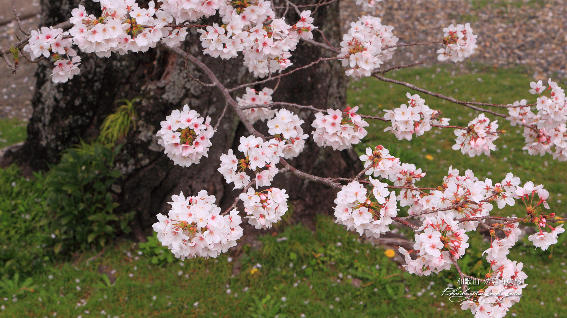 法雲寺の桜