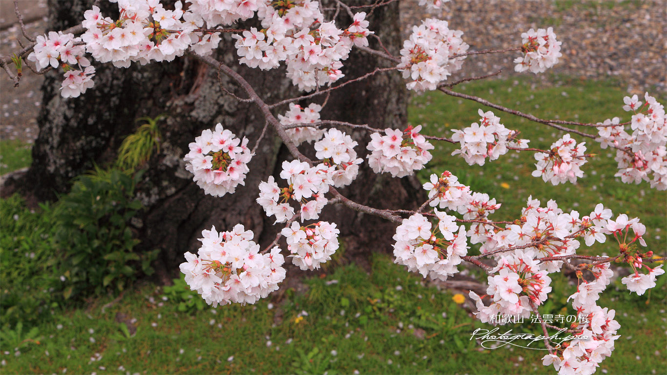 法雲寺の桜 壁紙