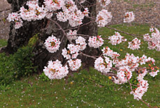 法雲寺の桜