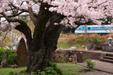 法雲寺のさくら