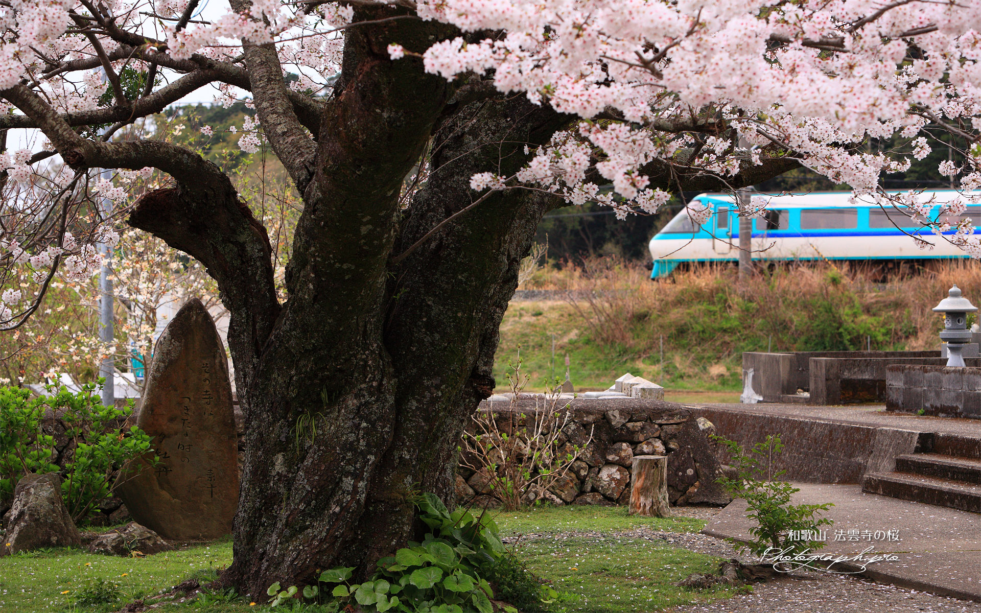 法雲寺のさくら