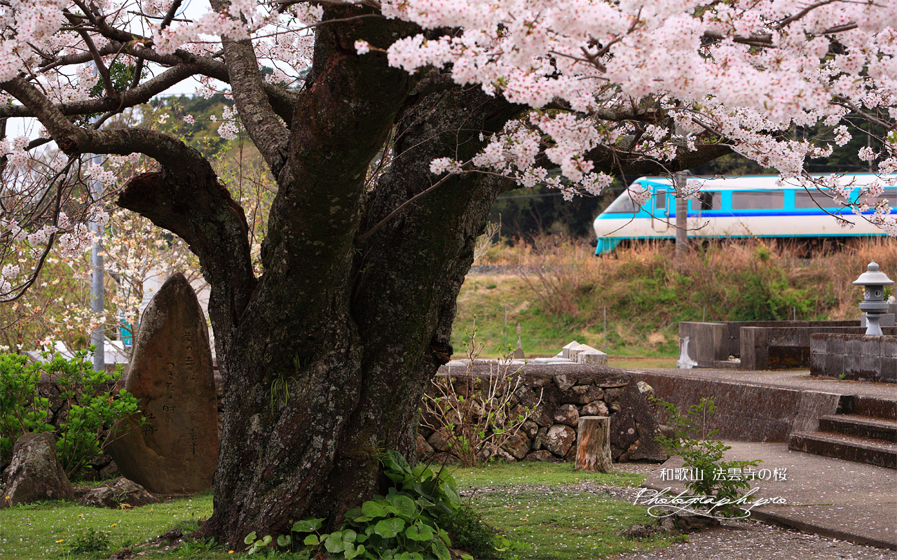 法雲寺のさくら 壁紙