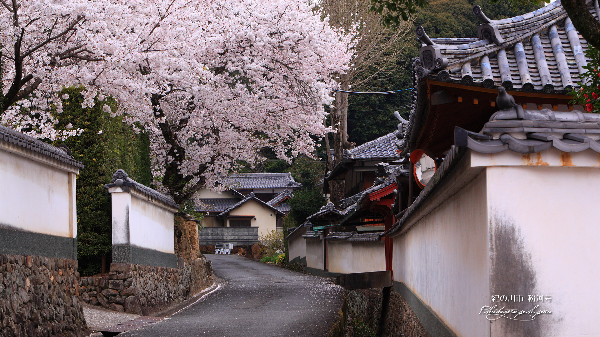 粉河寺の桜 境内外の道路