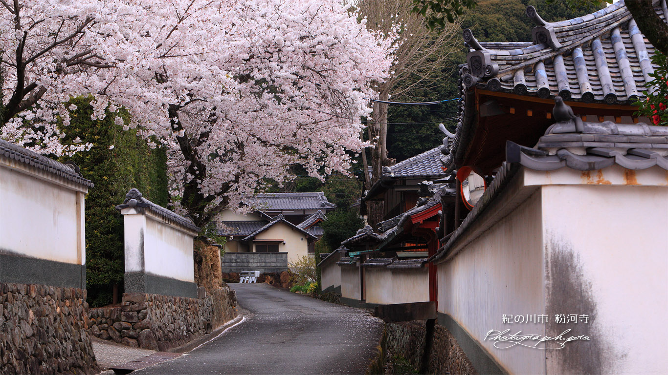 粉河寺の桜 境内外の道路 壁紙