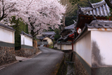 粉河寺の桜 境内外の道路