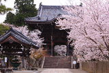 粉河寺の桜 中門