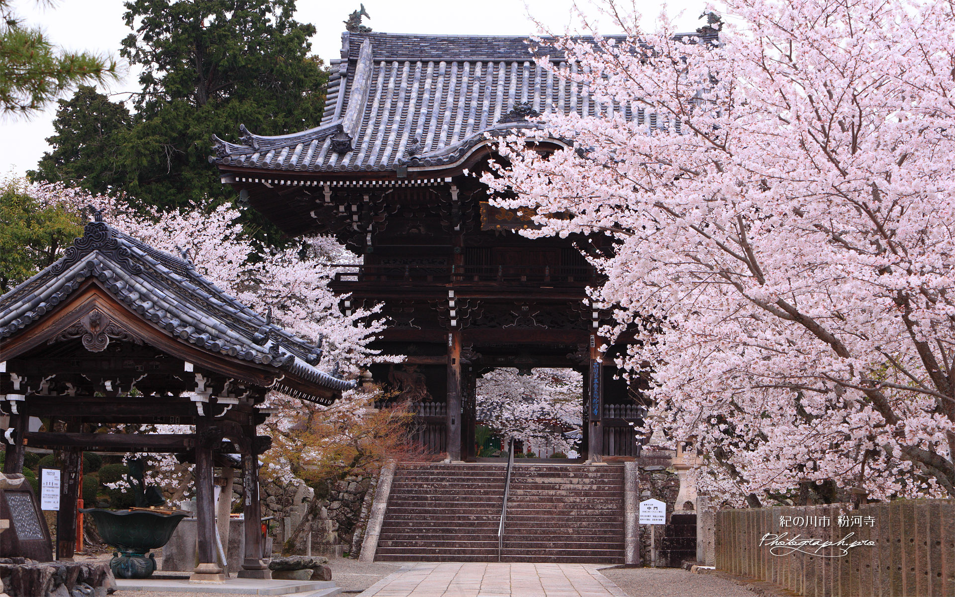 粉河寺の桜 中門