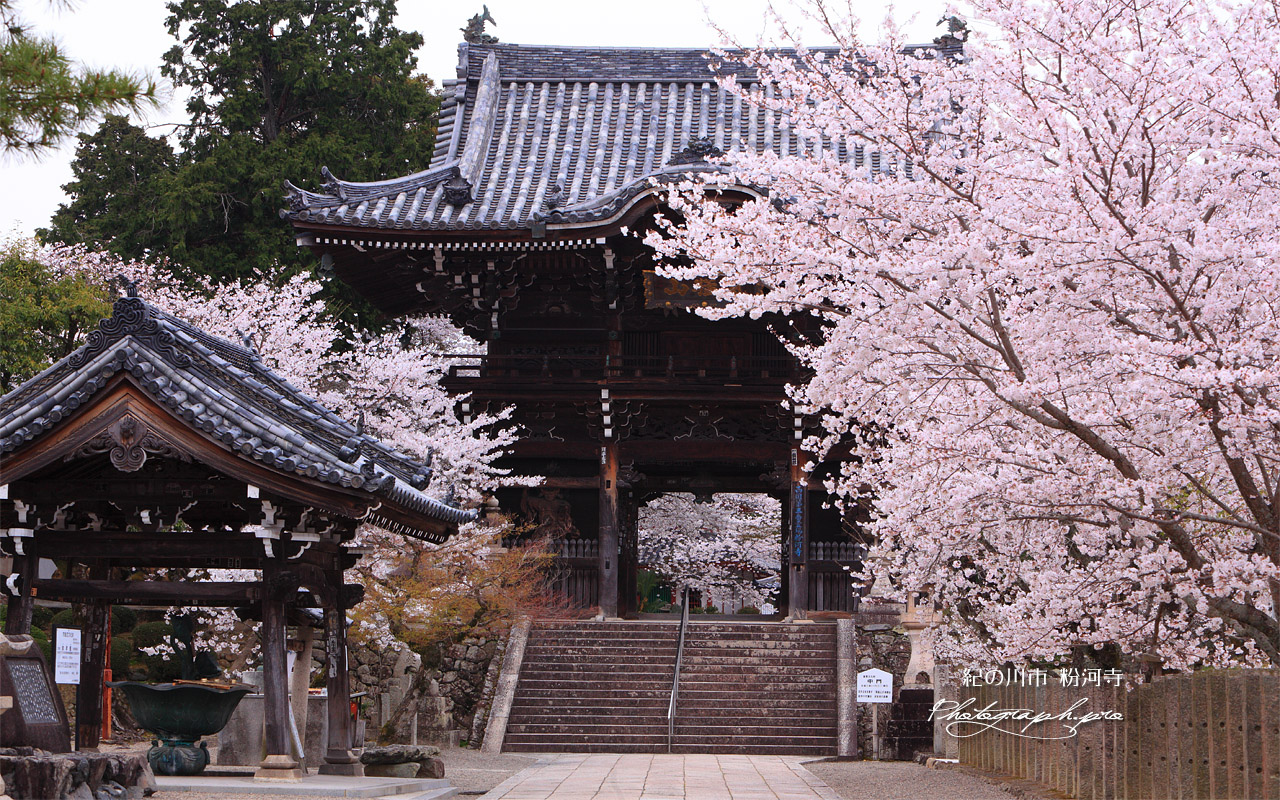 粉河寺の桜 中門 壁紙